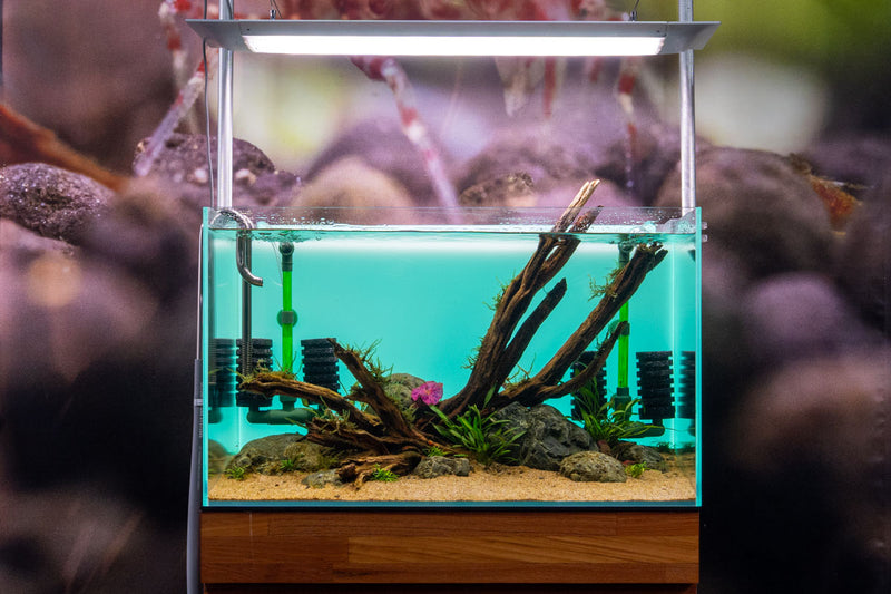 Qanvee Sponge Filter accessory showing a compact, porous sponge designed for aquarium filtration and water purification.