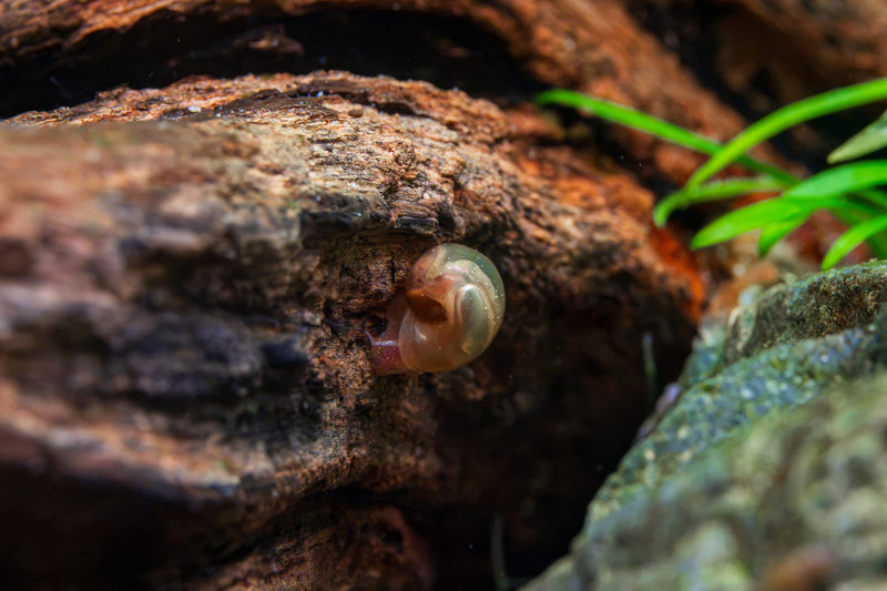 Ramshorn snails from Buce Plant, showing their coiled shells and small, aquatic snail bodies in clear water.