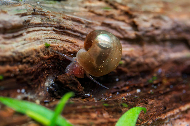 Close-up of Buce Plant Ramshorn snails with coiled shells and slim bodies on a green aquatic plant background.