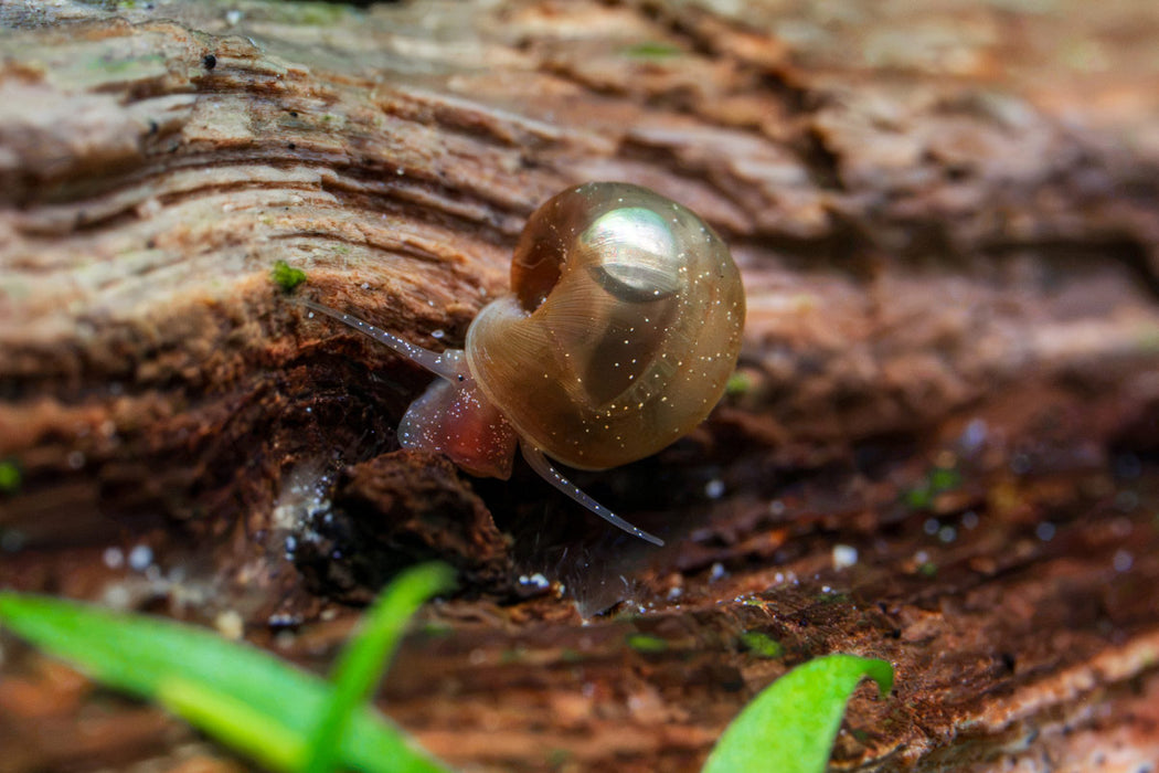 Ramshorn Snails