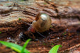 Ramshorn Snails