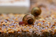 Group of Buce Plant Ramshorn snails on aquatic plants, showcasing their distinctive coiled shells in a freshwater aquarium setting.