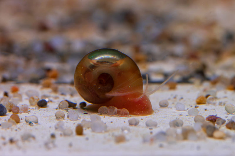 Cluster of brown Ramshorn Snails from Buce Plant, showing coiled shells and small bodies sitting on aquatic plants.