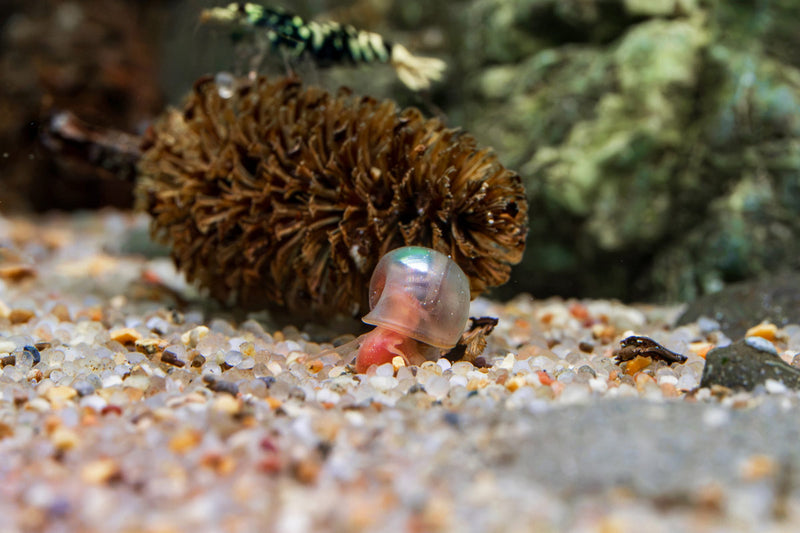 Group of Buce Plant Ramshorn Snails on aquatic plants, showcasing their coiled shells and vibrant colors in a freshwater aquarium.