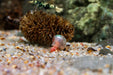 Ramshorn Snails