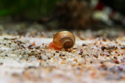 Group of Buce Plant Ramshorn Snails on aquatic plants, showcasing their coiled shells and small, rounded snail bodies.