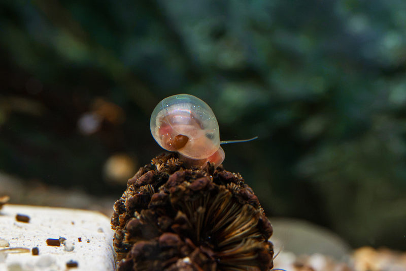 Cluster of Buce Plant Ramshorn Snails on aquatic plants, showcasing their coiled shells and vibrant coloration in an aquarium setting.