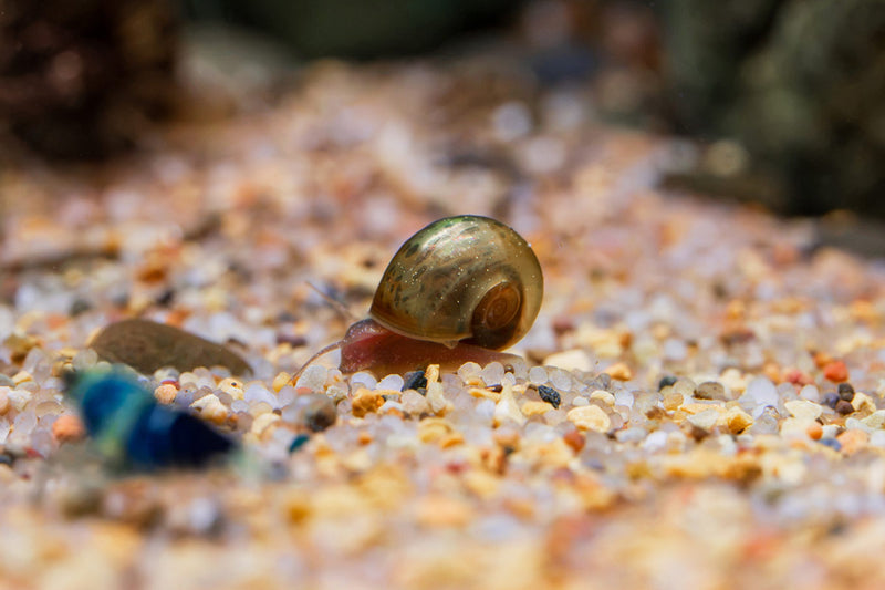 Group of Buce Plant Ramshorn Snails crawling on aquarium glass, showcasing their distinctive coiled shells and vibrant colors.
