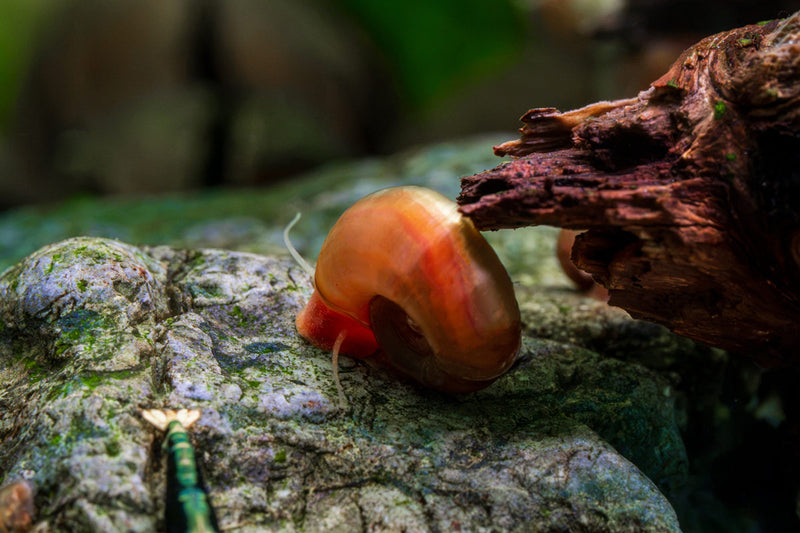Pair of Buce Plant Ramshorn Snails resting on aquatic plants in a freshwater aquarium.