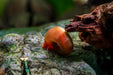 Ramshorn Snails
