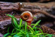 Group of Buce Plant Ramshorn Snails on aquatic plants, showcasing their coiled shells and vibrant coloration.