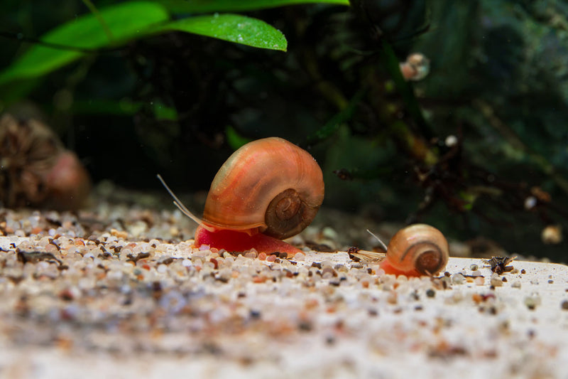 Close-up of Buce Plant Ramshorn Snails, aquatic snails with coiled shells, suited for freshwater aquariums.