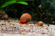 Ramshorn Snails