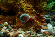 Ramshorn Snails