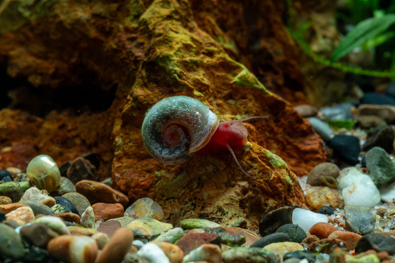 Ramshorn Snails