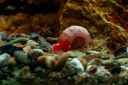 Ramshorn Snails