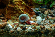 Ramshorn Snails