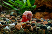 Ramshorn Snails