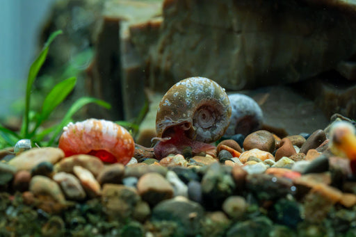 Ramshorn Snails