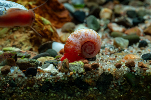 Ramshorn Snails