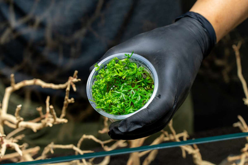 Ranunculus Inundatus Aquatic Farmer Tissue Culture Aquatic Plant - Buce Plant