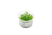 Ranunculus Inundatus Aquatic Farmer Tissue Culture Aquatic Plant - Buce Plant