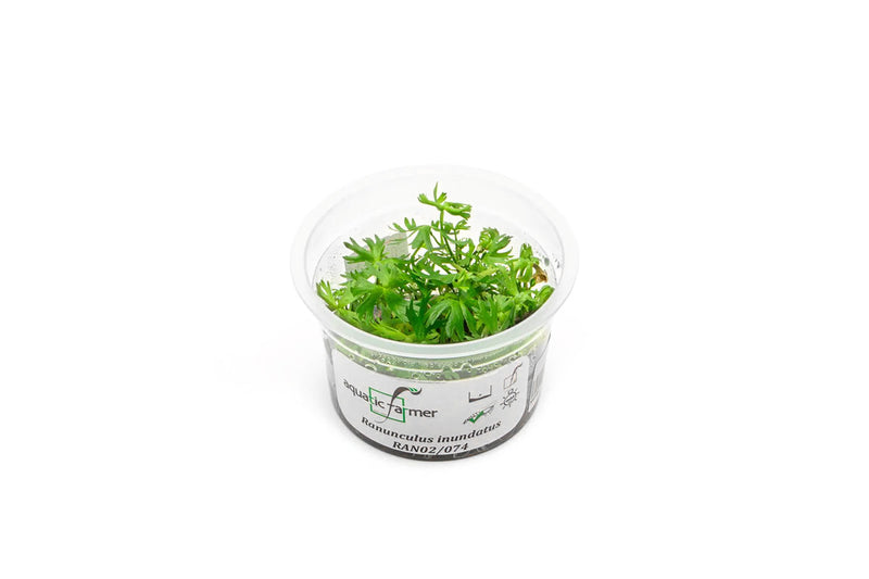 Ranunculus Inundatus Aquatic Farmer Tissue Culture Aquatic Plant - Buce Plant