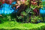 Ranunculus Inundatus Aquatic Farmer Tissue Culture Aquatic Plant - Buce Plant