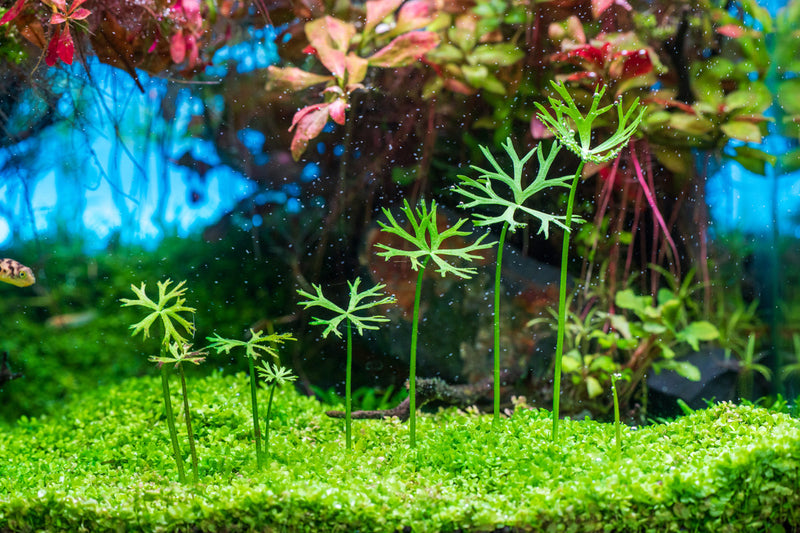 Ranunculus Inundatus Aquatic Farmer Tissue Culture Aquatic Plant - Buce Plant