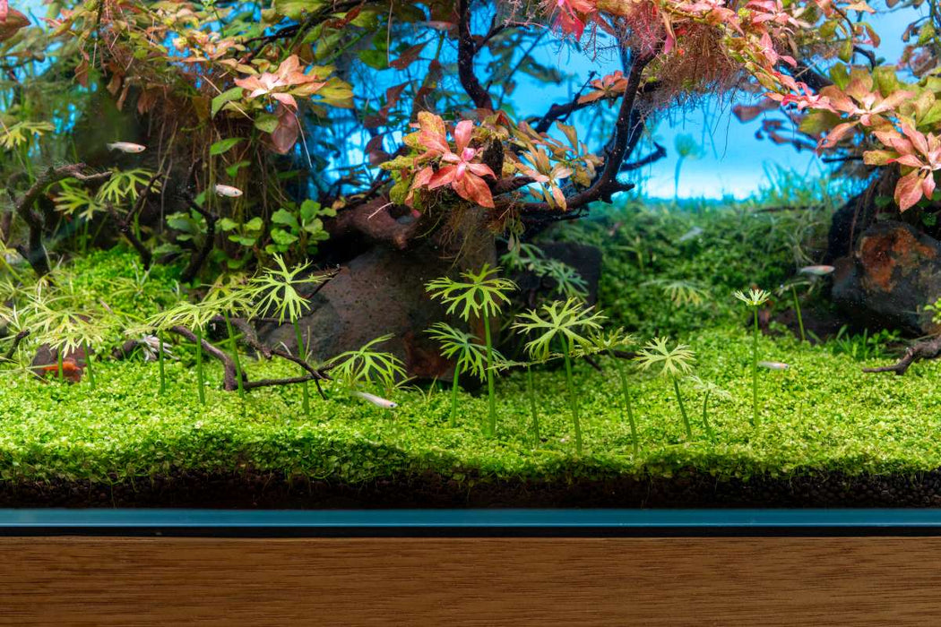 Ranunculus Inundatus UNS Tissue Culture