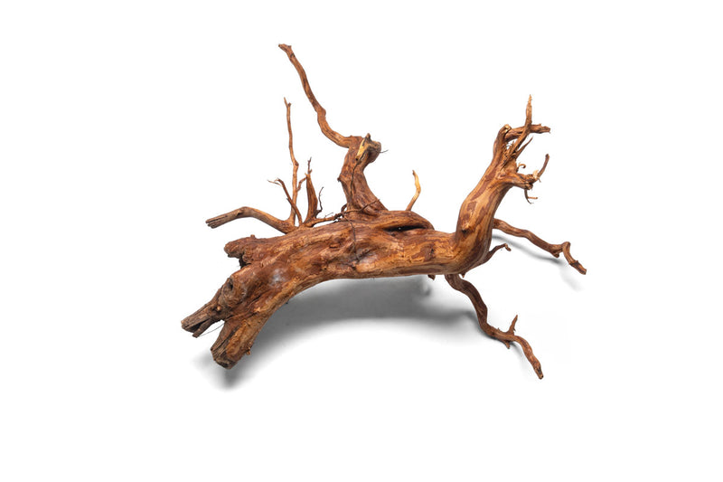 Rasamala Root