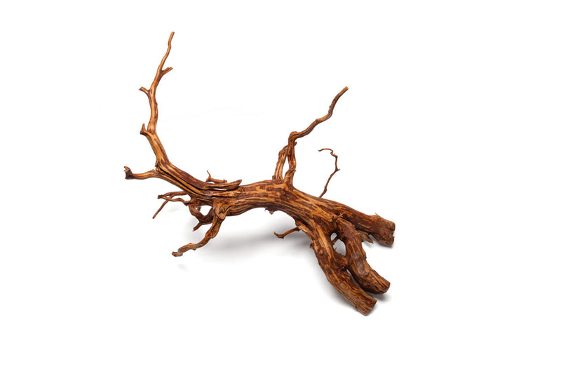 Rasamala Root