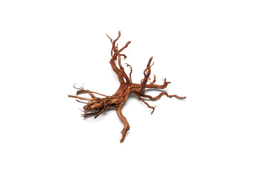 Rasamala Root