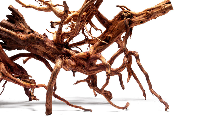 Rasamala Root
