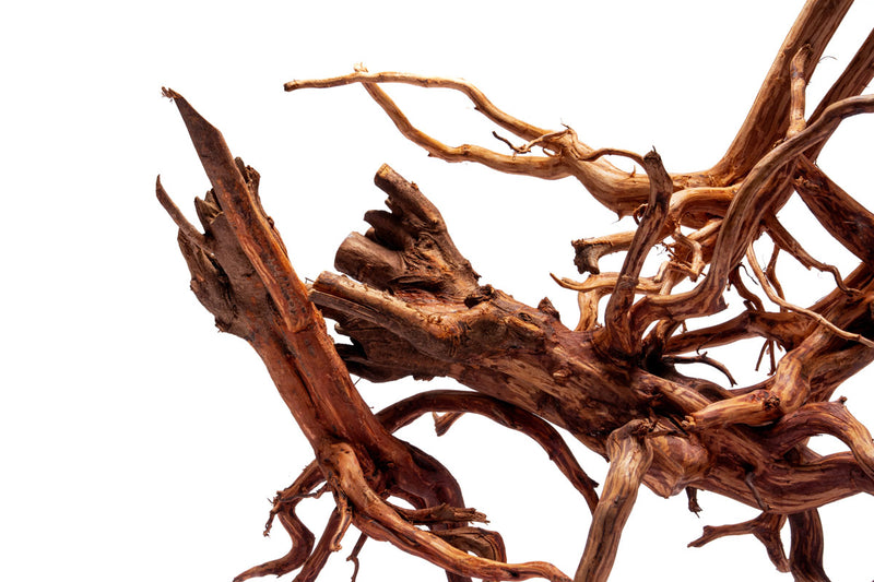 Rasamala Root