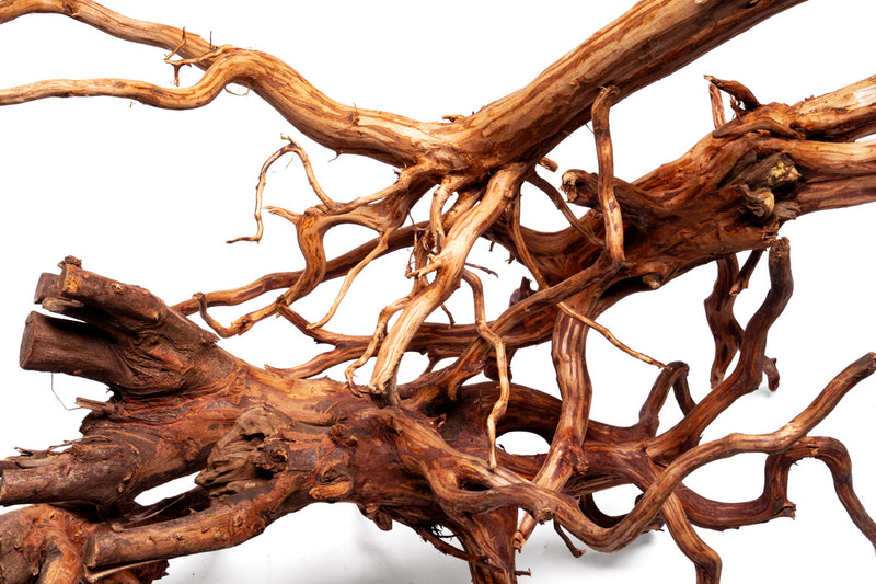 Rasamala Root