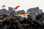 Fresh red Calceo shrimp from JA, showing vibrant color and plump texture suitable for seafood dishes.