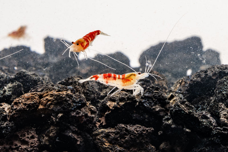 Fresh red Calceo shrimp from JA, showing vibrant color and plump texture suitable for seafood dishes.