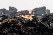 Bright red Calceo shrimp from JA, showcasing its vibrant color and detailed shell texture.