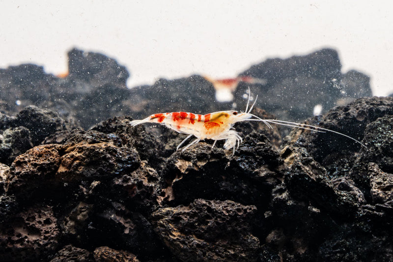 Bright red Calceo shrimp from JA, showcasing its vibrant color and detailed shell texture.