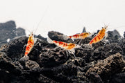 Bright red Calceo shrimp from JA, showcasing its vibrant color and fresh, natural appearance on a plain background.
