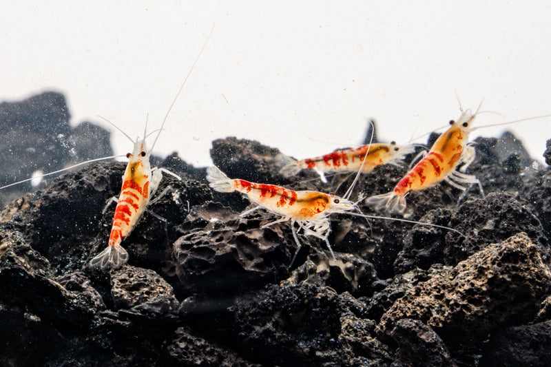 Bright red Calceo shrimp from JA, showcasing its vibrant color and fresh, natural appearance on a plain background.