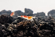 Fresh red Calceo shrimp from JA, showcasing vibrant color and natural texture, ideal for seafood dishes.
