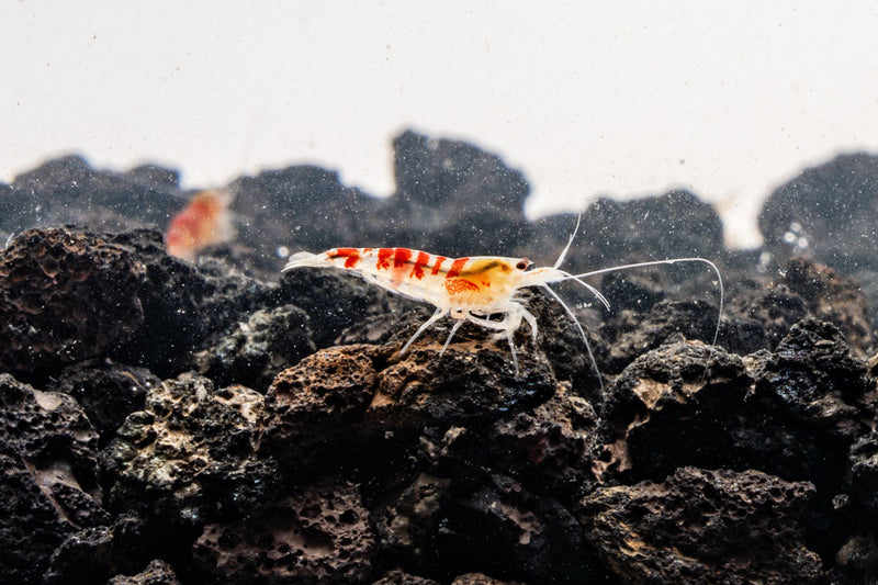 Fresh red Calceo shrimp from JA, showcasing vibrant color and natural texture, ideal for seafood dishes.