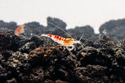 Fresh red Calceo shrimp from JA, showcasing vibrant color and plump texture suitable for seafood dishes.