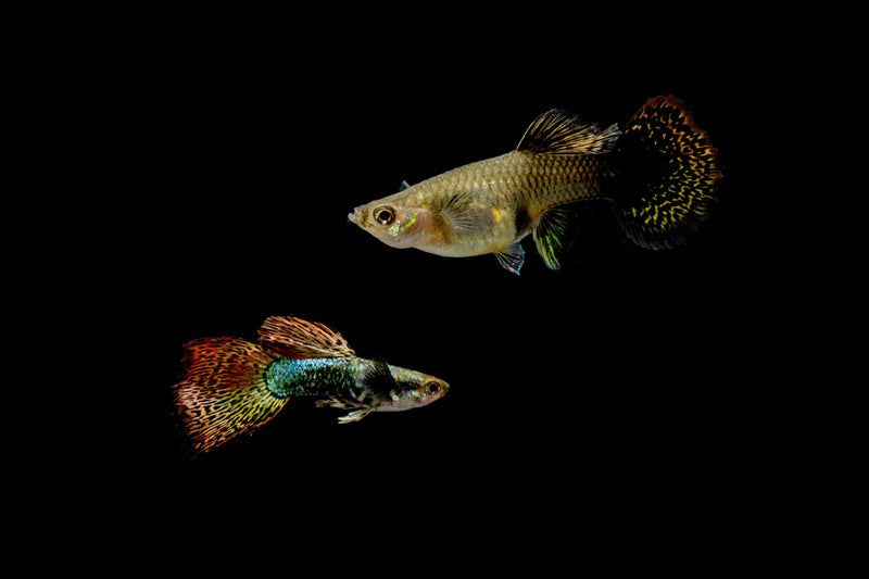 Pair of Red Dragon Guppies, a vibrant fish breed by CT, showcasing their bright red coloration and flowing fins.