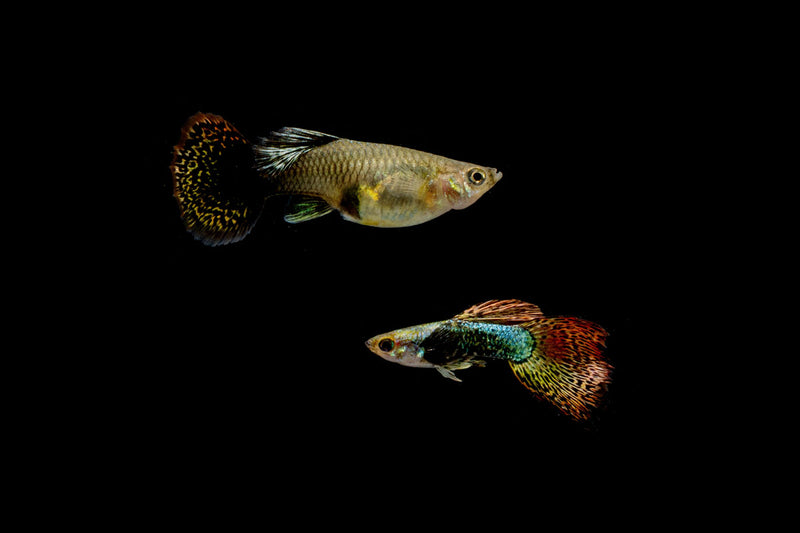 Pair of Red Dragon Guppies, vibrant male and female fish from CT, showcasing their colorful patterns and graceful fins.