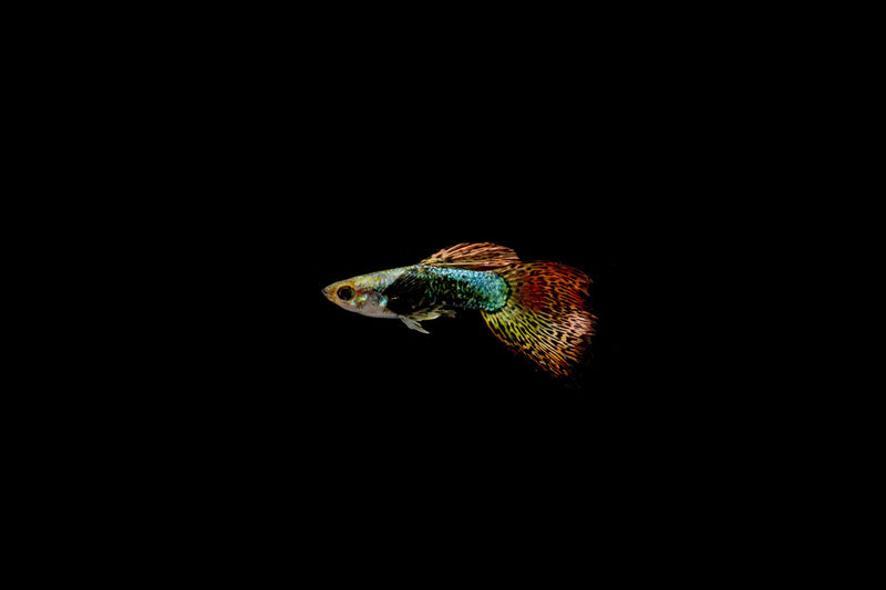 Pair of Red Dragon Guppies, vibrant fish from CT, showcasing their striking red coloration and elegant swimming posture.