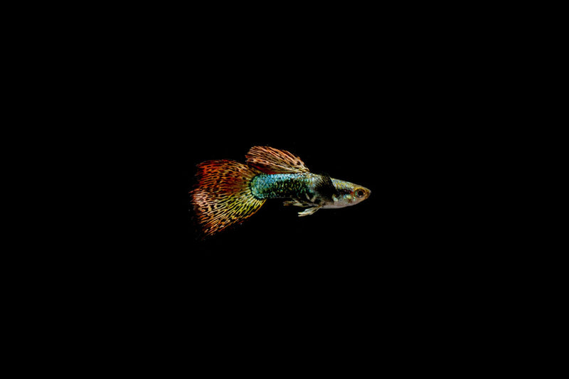 Pair of Red Dragon Guppies, vibrant fish from CT, showing their colorful tails and sleek bodies in an aquatic environment.