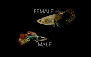 Pair of Red Dragon Guppies, vibrant fish from CT, showcasing their bright red coloration and elegant swimming posture.